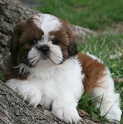 GRAN LINEA SHIAWANDI Camada de Shih TZU CACHORRO.