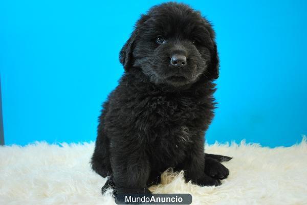 GRANDES NEGROS Y PELUDOS CACHORROS DE TERRANOVAS