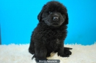 GRANDES NEGROS Y PELUDOS CACHORROS DE TERRANOVAS - mejor precio | unprecio.es