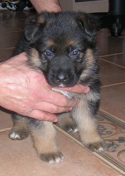 Impresionantes cachorros de Pastor aleman con pedigree