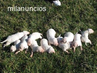PITBULL BLANCOS, IMPRESIONANTES CACHORRAS 295 EUROS
