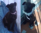 Reina, preciosa cachorrita de 4 meses - mejor precio | unprecio.es