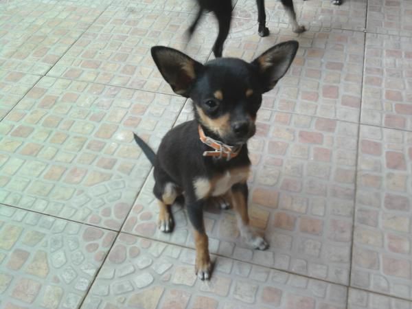 se vende chiguagua macho