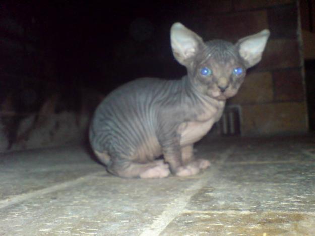 SPHYNX FEMELLE BLEU TABBY LOOF