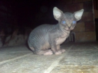 SPHYNX FEMELLE BLEU TABBY LOOF - mejor precio | unprecio.es