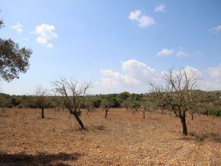 Terreno/Finca Rstica en venta en Son Carrio, Mallorca (Balearic Islands)