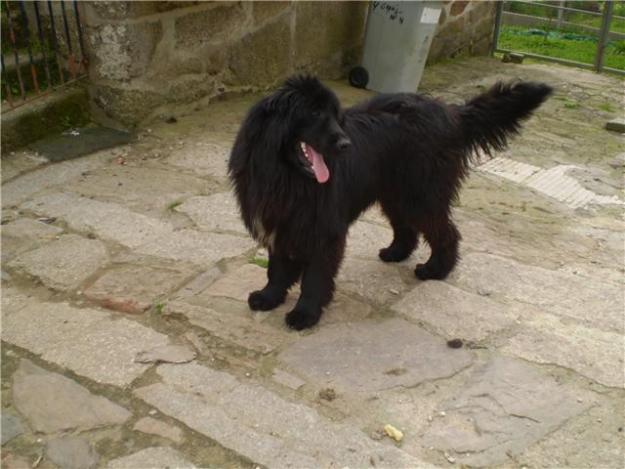 vendo o cambio terranova macho de 22 meses