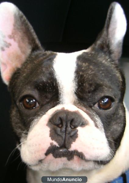 A la venta camada de Bulldog Frances