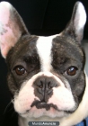 A la venta camada de Bulldog Frances - mejor precio | unprecio.es