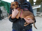 Adopta a Xena - mejor precio | unprecio.es