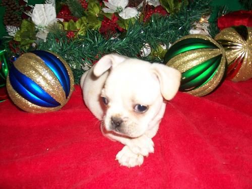 Bulldog Frances