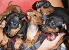 Cachorritos de Mini Pincher ¡garantia y seriedad - mejor precio | unprecio.es