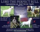 Cachorros de bull terrier.Criador especializado en bull terrier estandar - mejor precio | unprecio.es