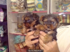 CACHORROS DE YORKSHIRE, MUY BONITOS 500 EUROS - mejor precio | unprecio.es