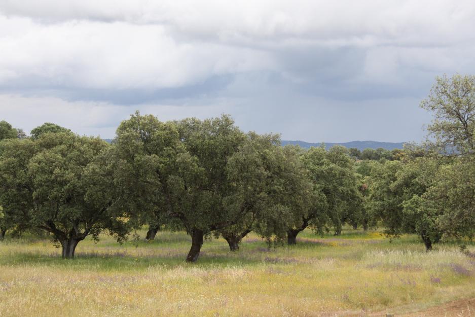 Finca ganadera (dehesa) 480 has. badajoz . oportunidad de inversion.