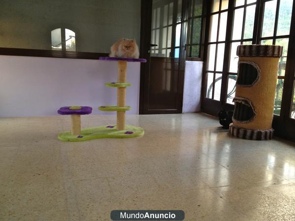 Font Freda Boarding Kennels for Dogs & Cats in Barcelona