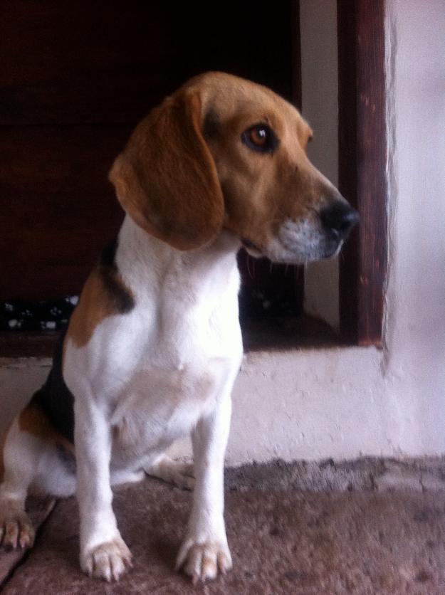 Regalo perrita Beagle