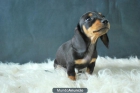Teckel miniatura, entregamos nuestros cachorros con pedigre - mejor precio | unprecio.es