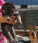 Venta de cachorros de Pastor Aleman - mejor precio | unprecio.es