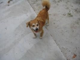 Blas, SI no lo adoptamos el 1 de octubre sera sacrificado