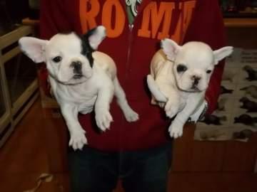 BULLDOG FRANCES