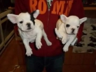 BULLDOG FRANCES - mejor precio | unprecio.es