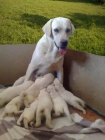 Cachorros de labrador - mejor precio | unprecio.es