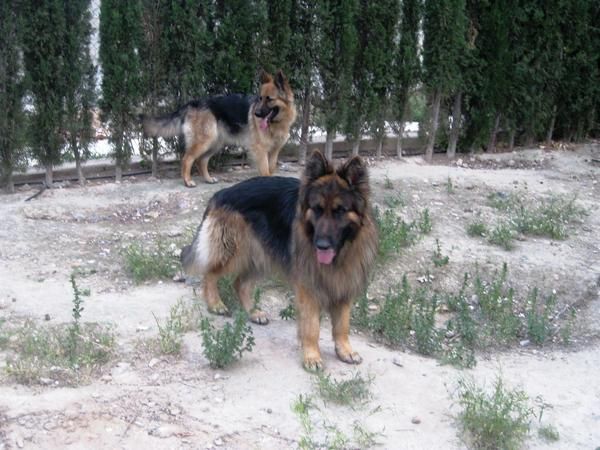 CACHORROS DE PASTOR ALEMAN LEGITIMO