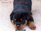 EXCELENTE CAMADA DE ROTTWEILERS!!! - mejor precio | unprecio.es