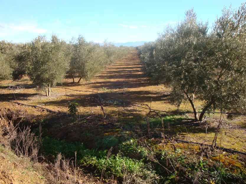 Finca rústica de regadio