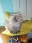 Gata persa gris. - mejor precio | unprecio.es