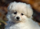 Perrito Pomerania - mejor precio | unprecio.es