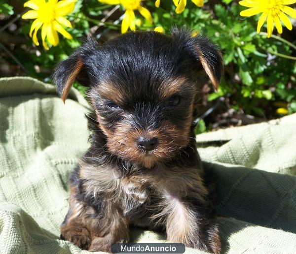 Preciosas cachorritas Yorkshire