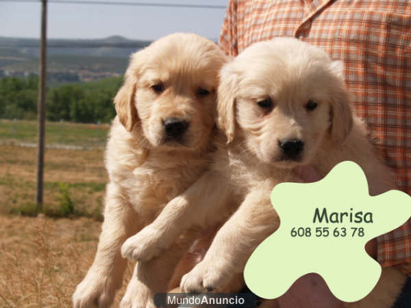 Vendo cachorros de Golden,economicos