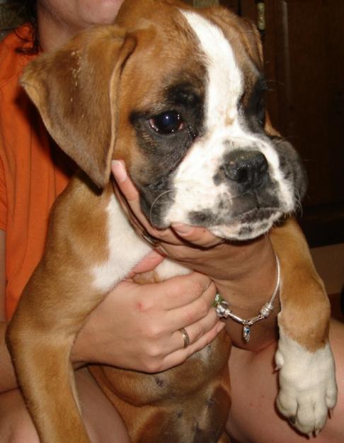 Cachorras boxer