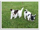Cachorrita de chihuahua 120 - mejor precio | unprecio.es