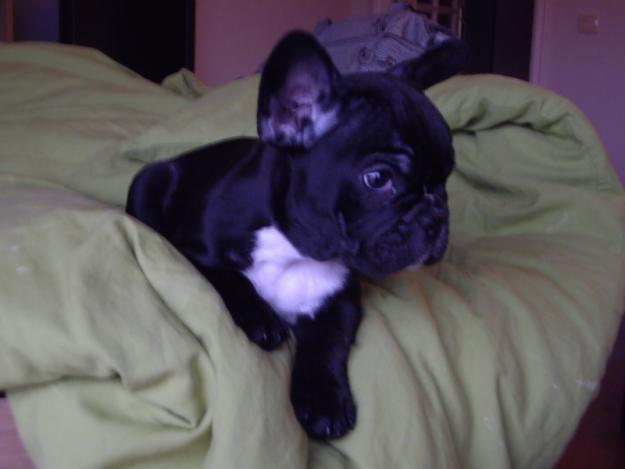 CACHORRO BULLDOG FRANCES MACHO, bajate su video