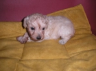 cachorro caniche - mejor precio | unprecio.es