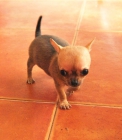 Cachorro de chihuahua miniatura - mejor precio | unprecio.es