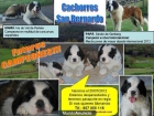 cachorros San Bernardo - mejor precio | unprecio.es