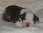 camada american staffordshire terrier - mejor precio | unprecio.es