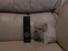 caniche micro miniatura toy todo 1 regalo - mejor precio | unprecio.es