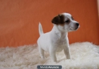 JACK RUSSELL TERRIER patita corta excelente calidad - mejor precio | unprecio.es