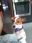 PERRO ENCONTRADO MAIRENA DEL ALJARAFE - mejor precio | unprecio.es