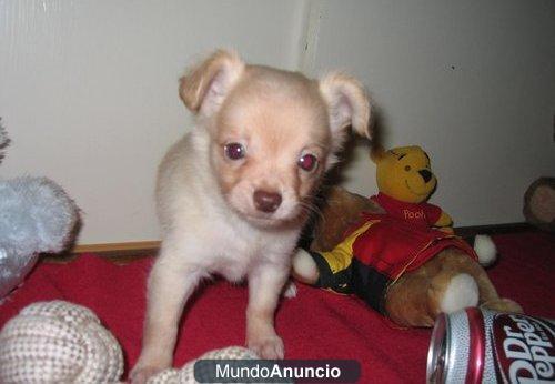 Precioso chihuahua bicolor