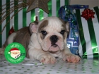 Te gustan los Bulldog inglés? Regálatelo en Navidad - mejor precio | unprecio.es