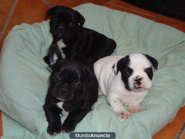 Vendo cachorros de Bulldog Frances