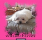 bichon maltes - mejor precio | unprecio.es