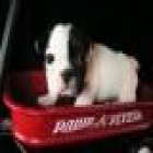 BULLDOG FRANCES CACHORRETES DISPONIBLES - mejor precio | unprecio.es