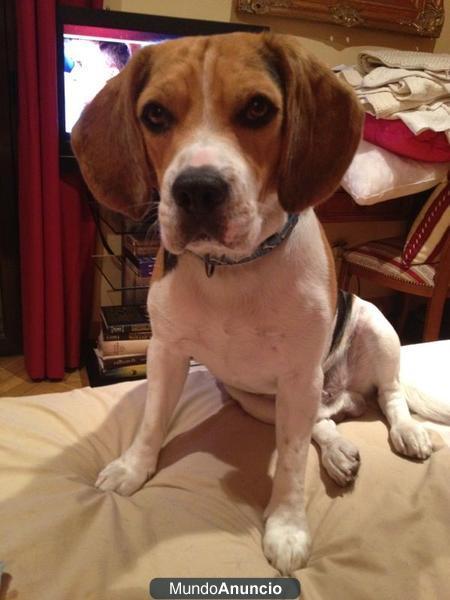 BUSCO NOVIA PARA MI BEAGLE